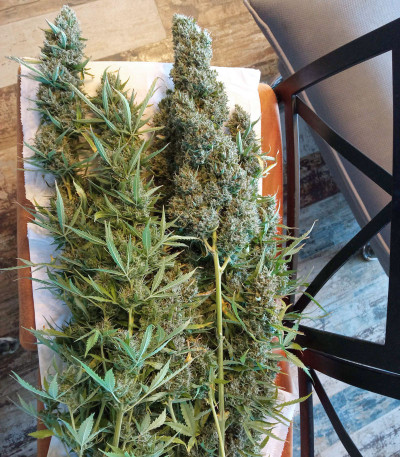 Семена сорта Auto Ultimate fem (Dutch Passion)