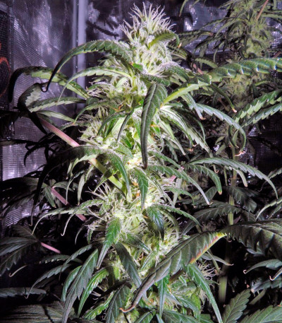 Семена сорта Auto Kryptonite fem (Pyramid Seeds)