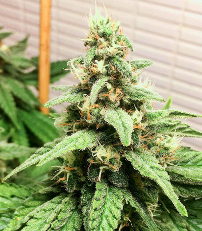 Семена сорта Bruce Banner #3 fem