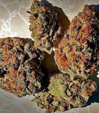 Семена сорта Mandarin Cookies fem (7CH American)
