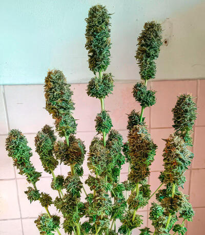 Семена сорта Papaya Frosting fem