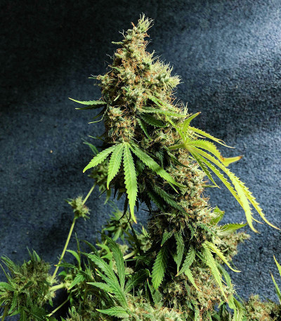 Семена сорта Royal Runtz fem (Royal Queen Seeds)