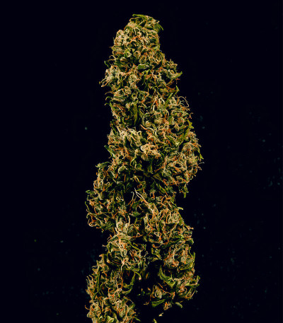 Семена сорта Amnesia Zkittlez Auto fem (FastBuds)