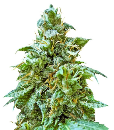 Семена сорта Superb OG fem (Heavyweight Seeds)