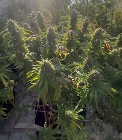 Семена сорта Gorilla Zkittlez fem (Barney's Farm)