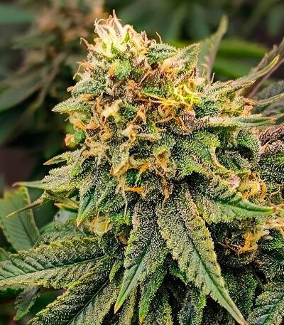 Семена сорта 50 Dragons fem (UKHTA)