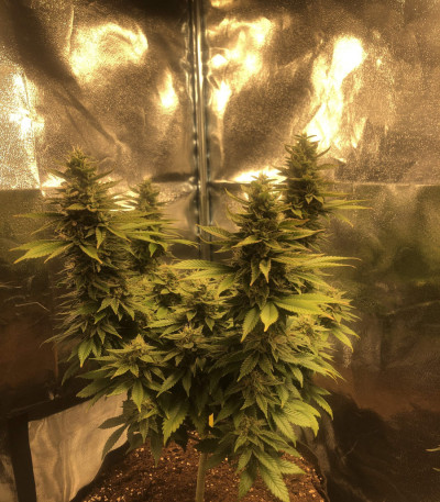 Семена сорта Chem Beyond Diesel CBD fem (Sweet Seeds)