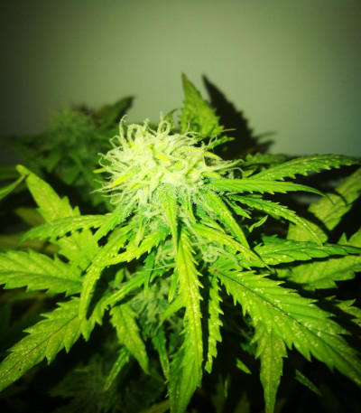 Семена сорта Zkittlez Auto fem (FastBuds)