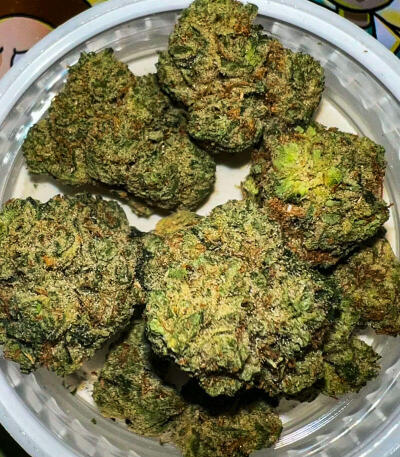 Семена сорта Gator Breath fem (7CH American)