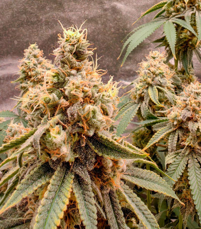 Семена сорта Grandmommy Purple fem (Herbies Seeds)