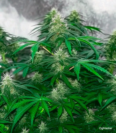 Семена сорта Gorilla Auto fem (Семяныч)