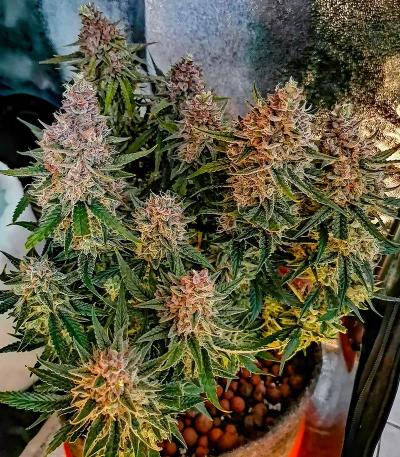 Семена сорта Speedy Skunk Auto fem (Семяныч)