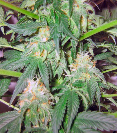 Семена сорта Great White Shark (Green House Seeds)