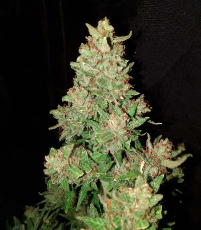 Семена сорта Neville Haze Ryder Auto fem (World of Seeds)