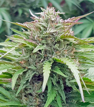 Семена сорта Bubba’s Gift fem (Humboldt Seeds)