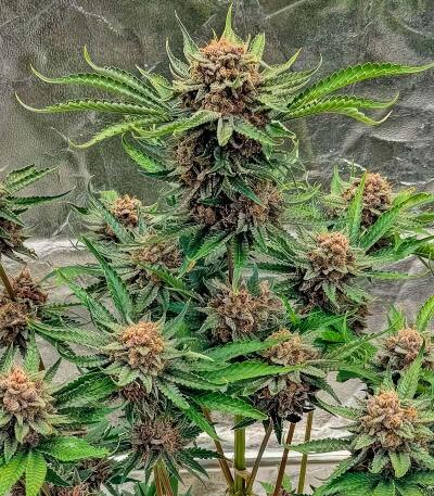 Семена сорта Cherry Cola Auto RF3 fem (FastBuds)