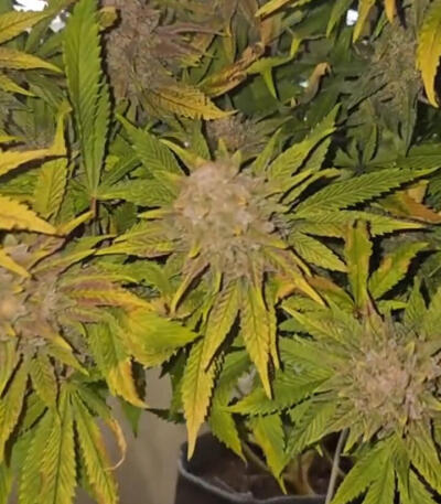 Семена конопли сорта Kush Mints Fast Version