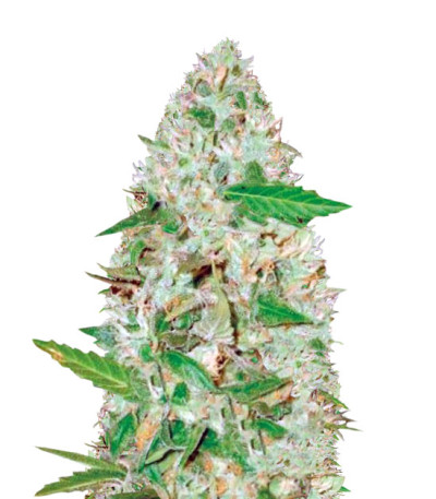Семена сорта Auto Red Russian XXL fem (Victory Seeds)