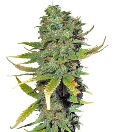 Семена сорта Super Skunk fem (Sensi Seeds)