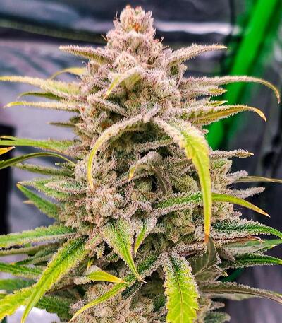 Семена сорта Banana Jealousy Auto RF3 fem (Ethos Genetics)