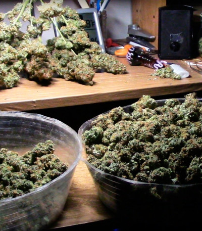 Семена сорта Dizzy Lights Auto fem (Dr. Krippling Seeds)