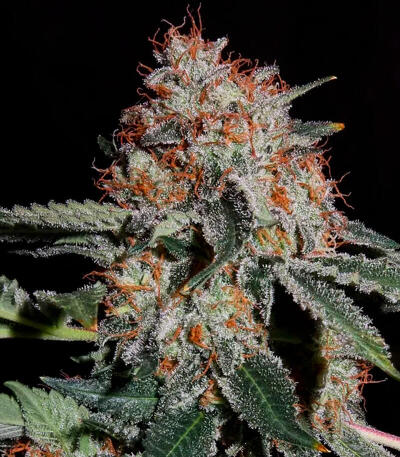 Семена сорта Gator Breath fem (7CH American)