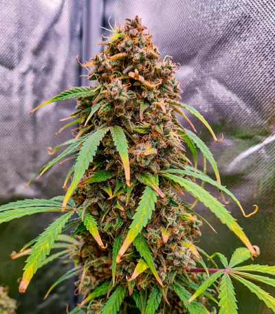 Семена сорта Gorilla Crunch Auto fem от Семяныча