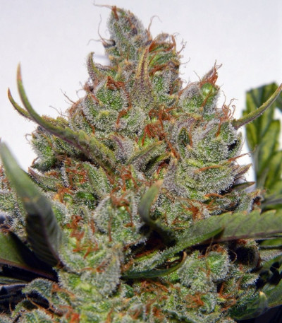 Семена сорта Green Crack Auto fem (FastBuds)