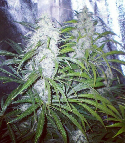 Семена сорта ICE fem (Female Seeds)