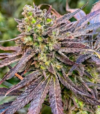 Семена сорта Mandarin Cookies fem (7CH American)