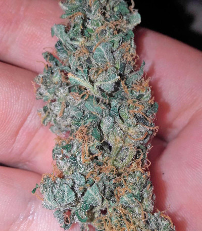 Семена сорта Sweet Soma fem (00 Seeds)