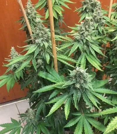 Семена сорта Bruce Banner #3 fem