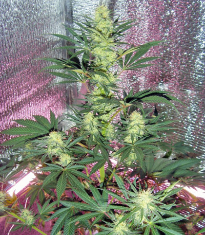 Семена сорта Power Plant reg (Dutch Passion)