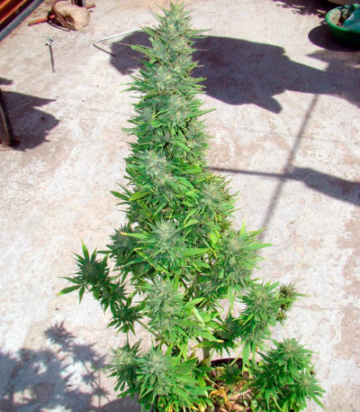 Сорт марихуаны Auto Durban Poison