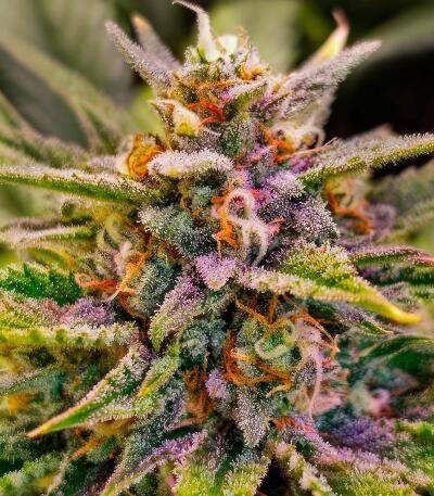 Семена сорта Cherry Cola Auto RF3 fem (FastBuds)