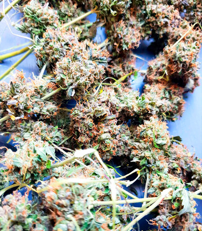 Семена сорта Mazar X fem (Семяныч)