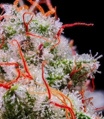 Семена сорта Peach Crescendo Auto RF3 fem (Ethos Genetics)