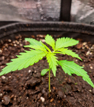 Семена конопли сорта Amnesia Haze