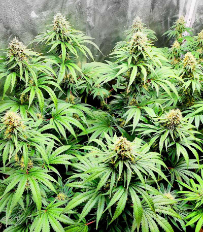 Семена сорта Bruce Banner #3 fem