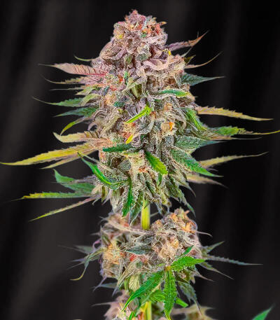 Семена сорта Baby Runtz Autoflower fem (Easy Grow Seeds)