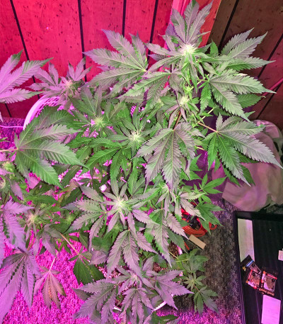 Семена сорта Ketama fem (World of Seeds)