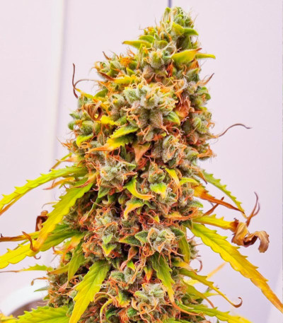 Семена сорта Zkittlez Auto fem (Семяныч)