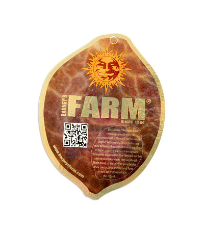 Семена конопли Morning Glory задник