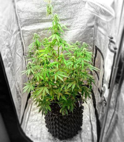 Семена сорта Gelato fem (Cali Buds Seeds)