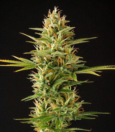 Семена сорта Siberian Sunset Auto fem (Семяныч)