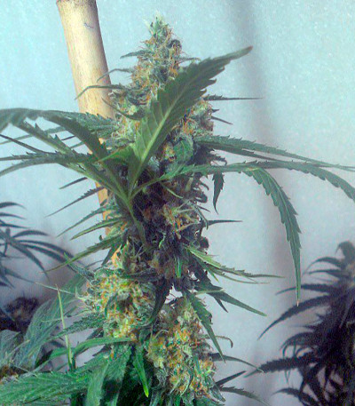 Семена сорта Swiss Cheese regular