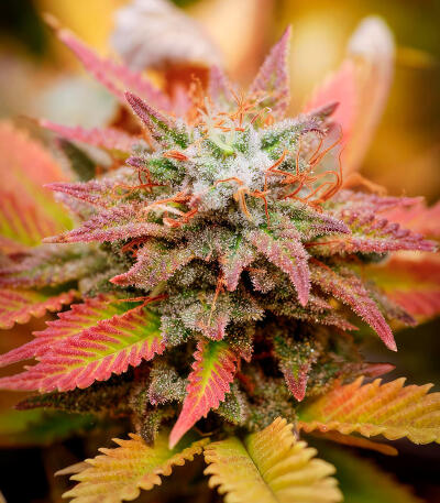 Семена сорта Trainwreck Fast Version fem (Seedkeepers)