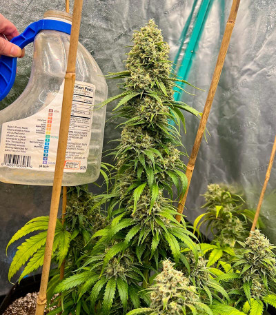 Семена сорта Zweet OG R2 fem (Ethos Genetics)