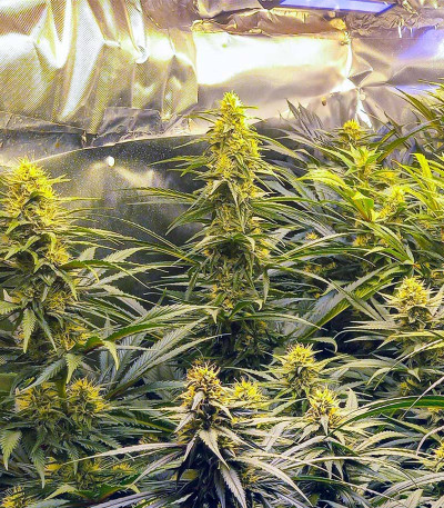 Семена сорта GG4 Sherbet FF fem (FastBuds)