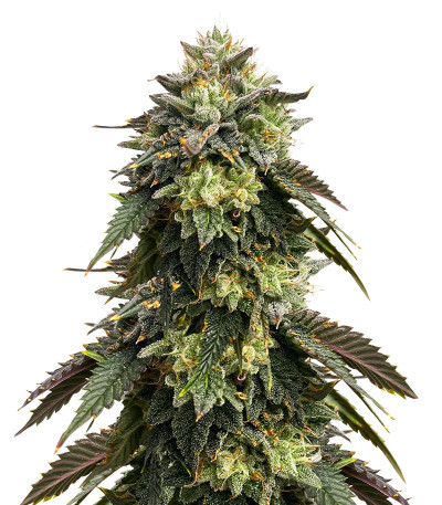 Семена сорта RS11 fem (7CH American)